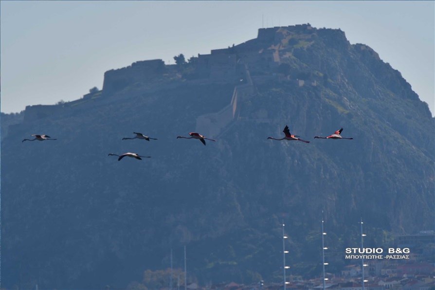 ARGOLIDA O XIONIAS EFERE FLAMINGKO8