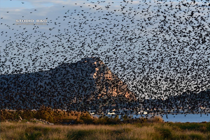 NAFPLIO XILIADES PTHNA PSARONIA8